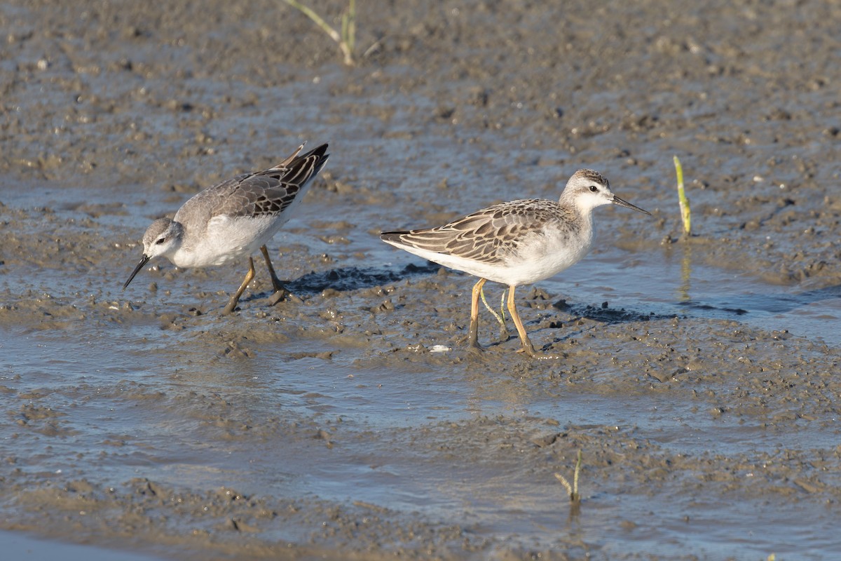 Wilson's Phalarope - ML642187937