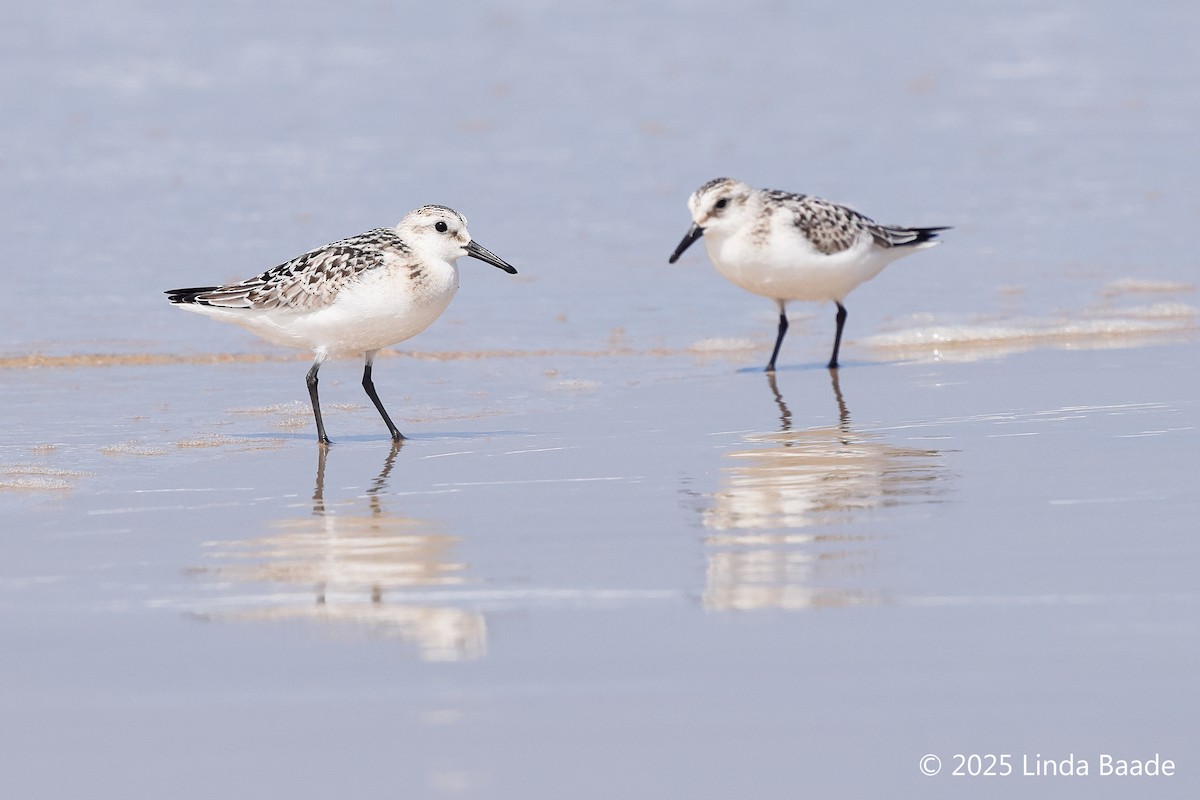 Sanderling - ML642187939