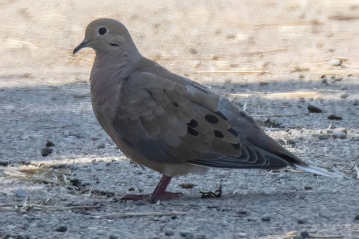 sørgedue - ML642187940
