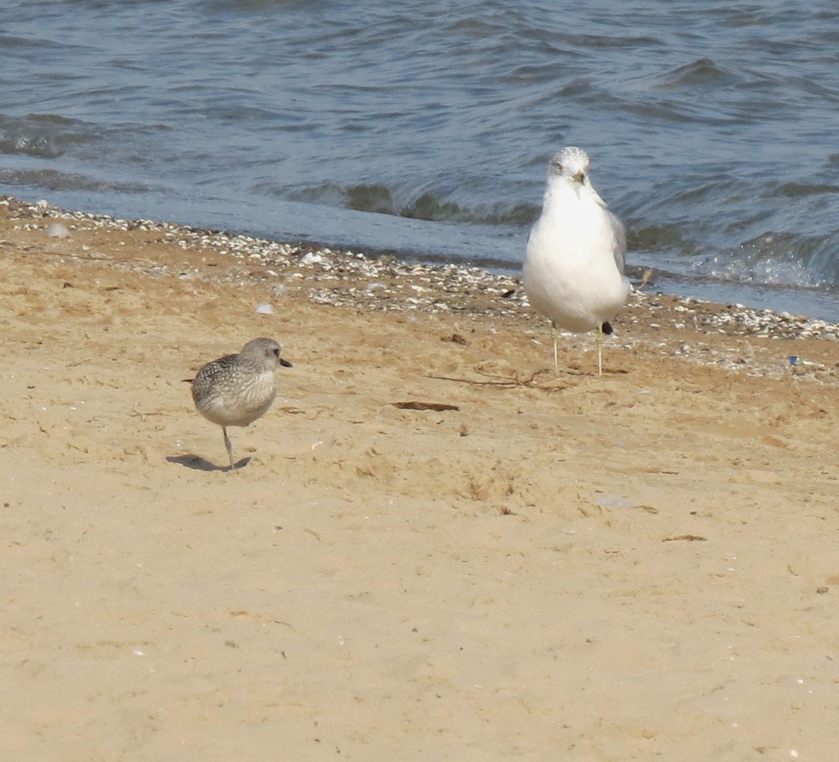 Black-bellied Plover - ML642187941