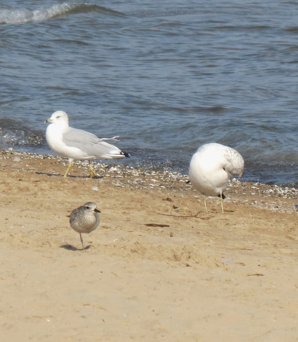 Black-bellied Plover - ML642187952