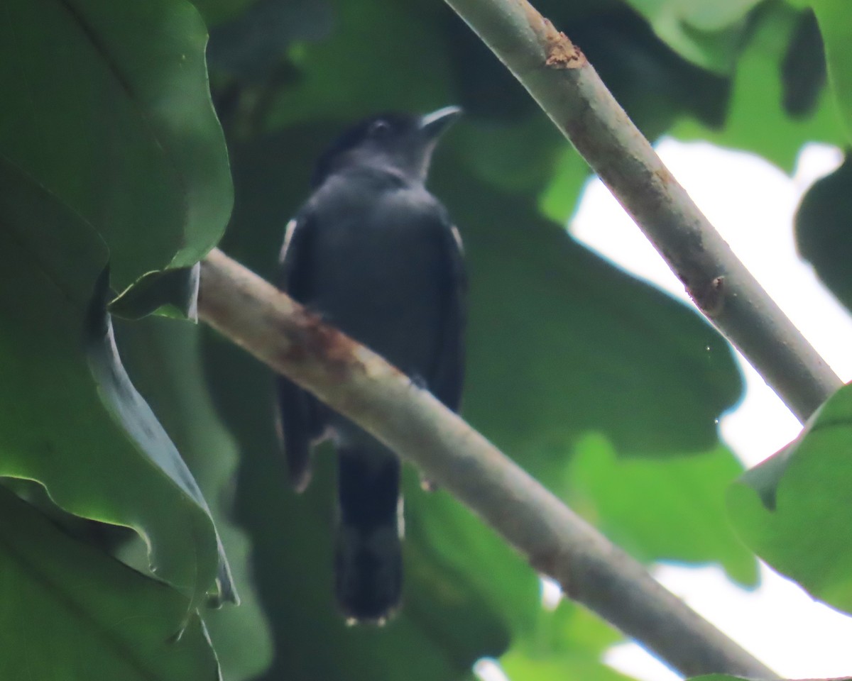 White-winged Becard - ML642187960