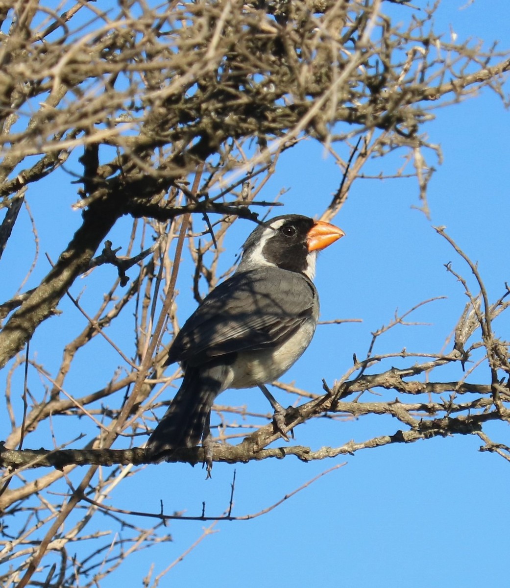 Golden-billed Saltator - ML642187966