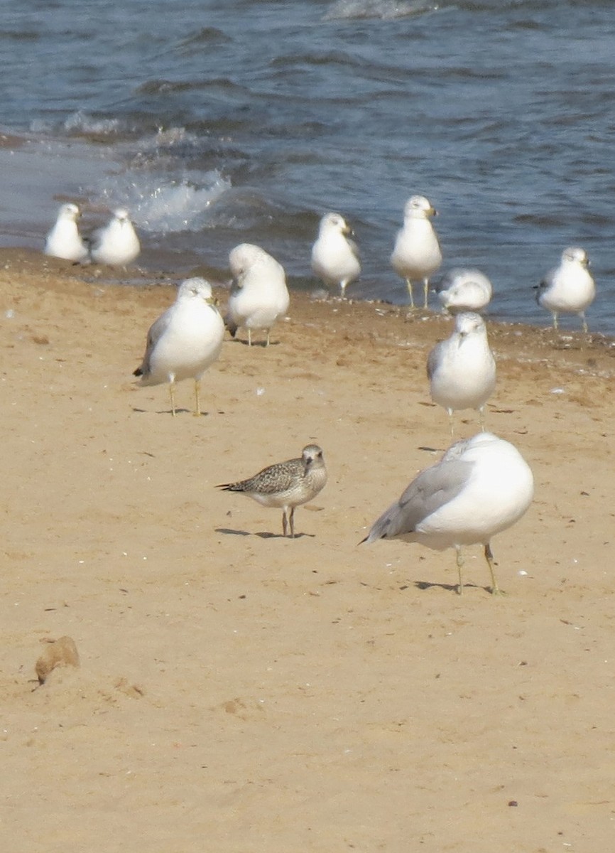 Black-bellied Plover - ML642187969