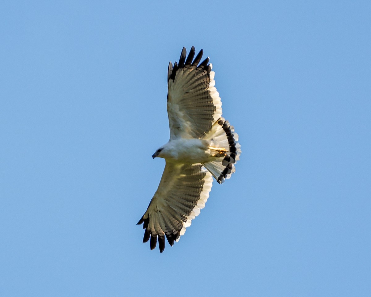 White Hawk - ML642187970