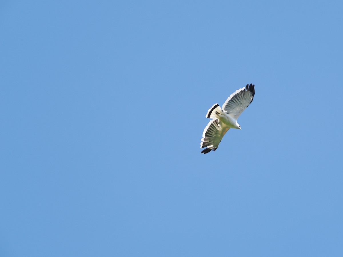 White Hawk - ML642187978