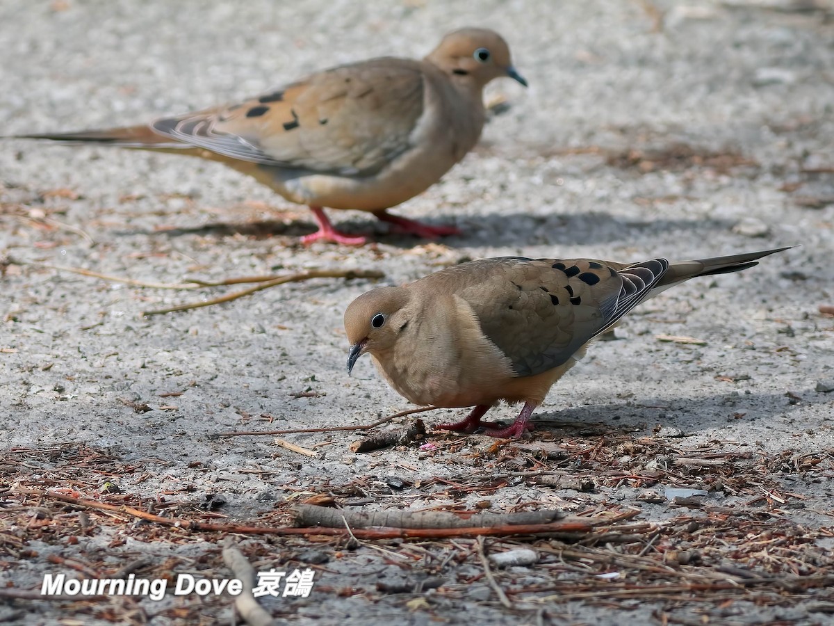 Mourning Dove - ML642187980