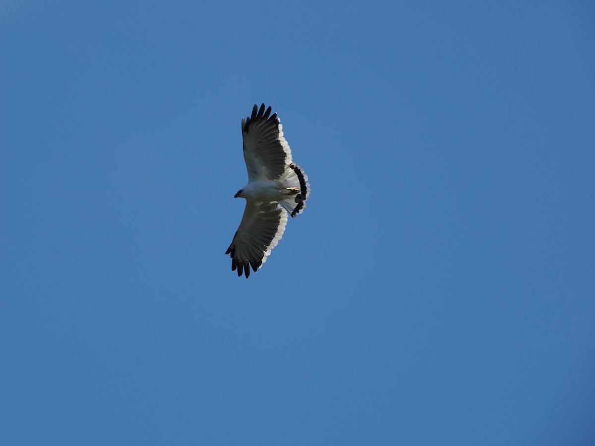 White Hawk - ML642187982