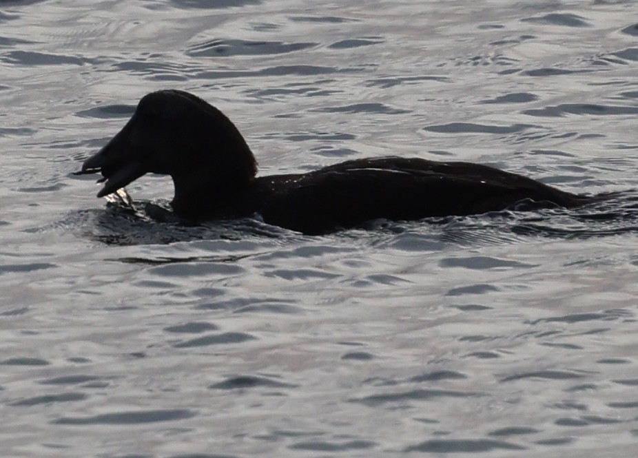 Common Eider - ML642188006