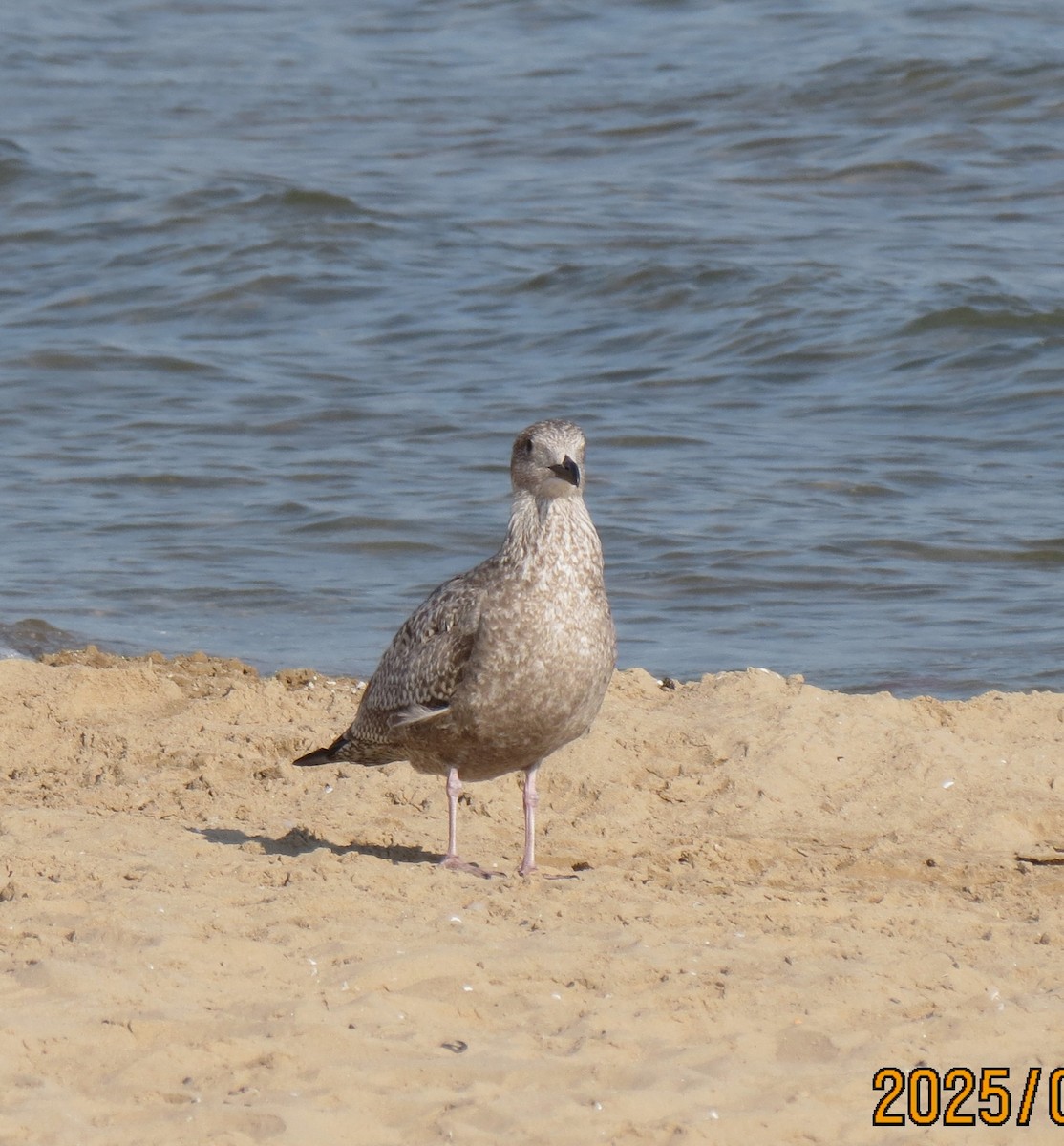 American Herring Gull - ML642188013