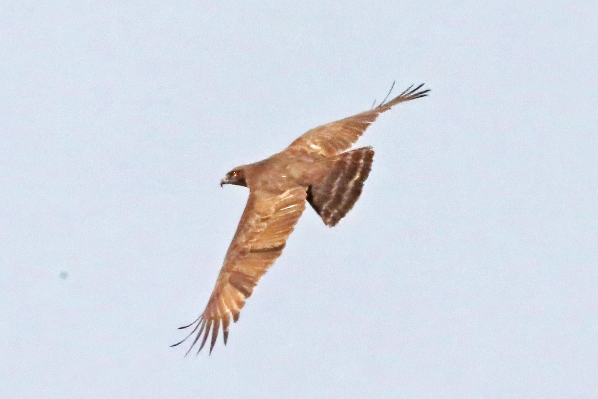 Brown Snake-Eagle - ML642188032