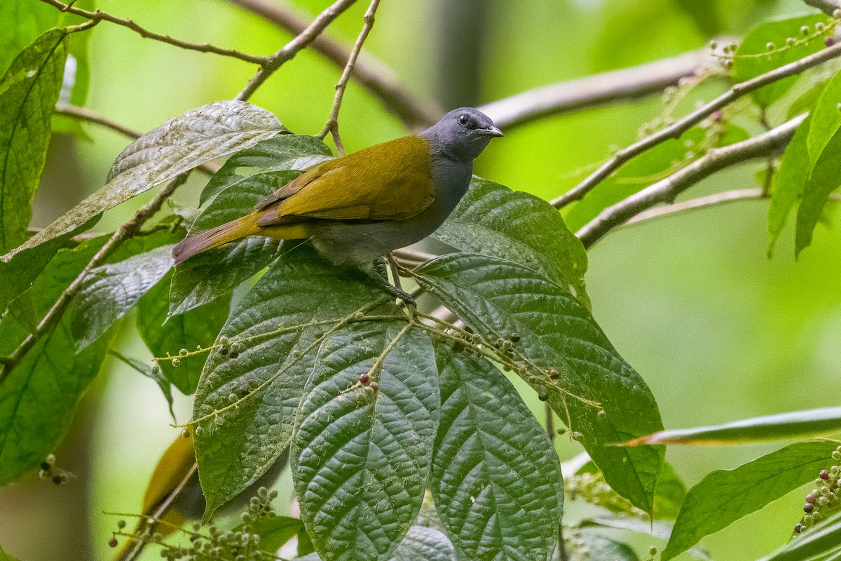 Bulbul à ventre gris - ML642188051