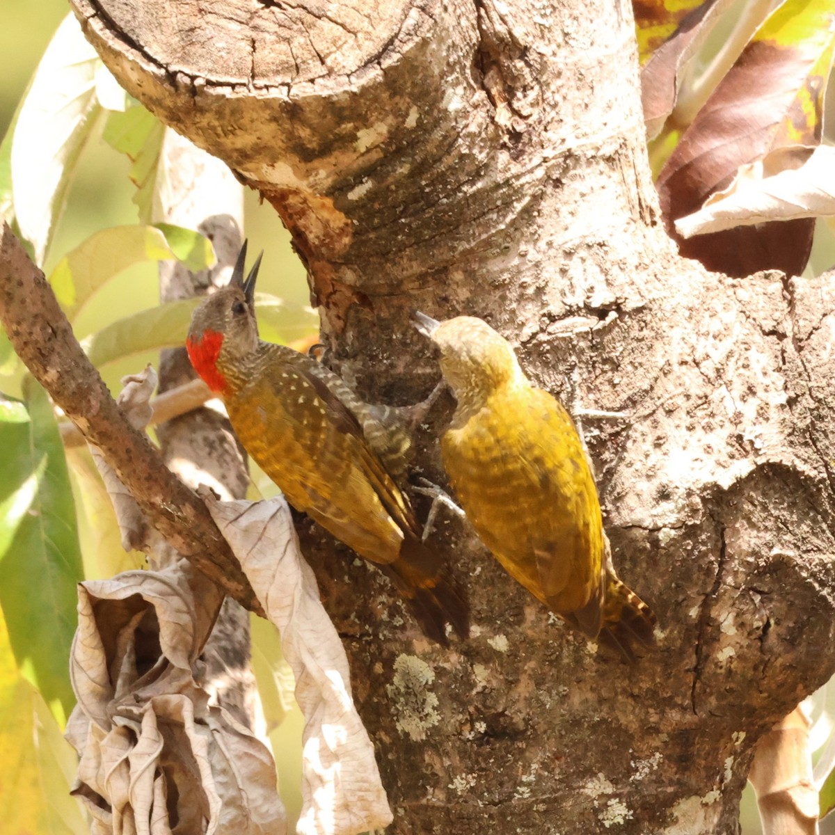 Little Woodpecker - ML642188053