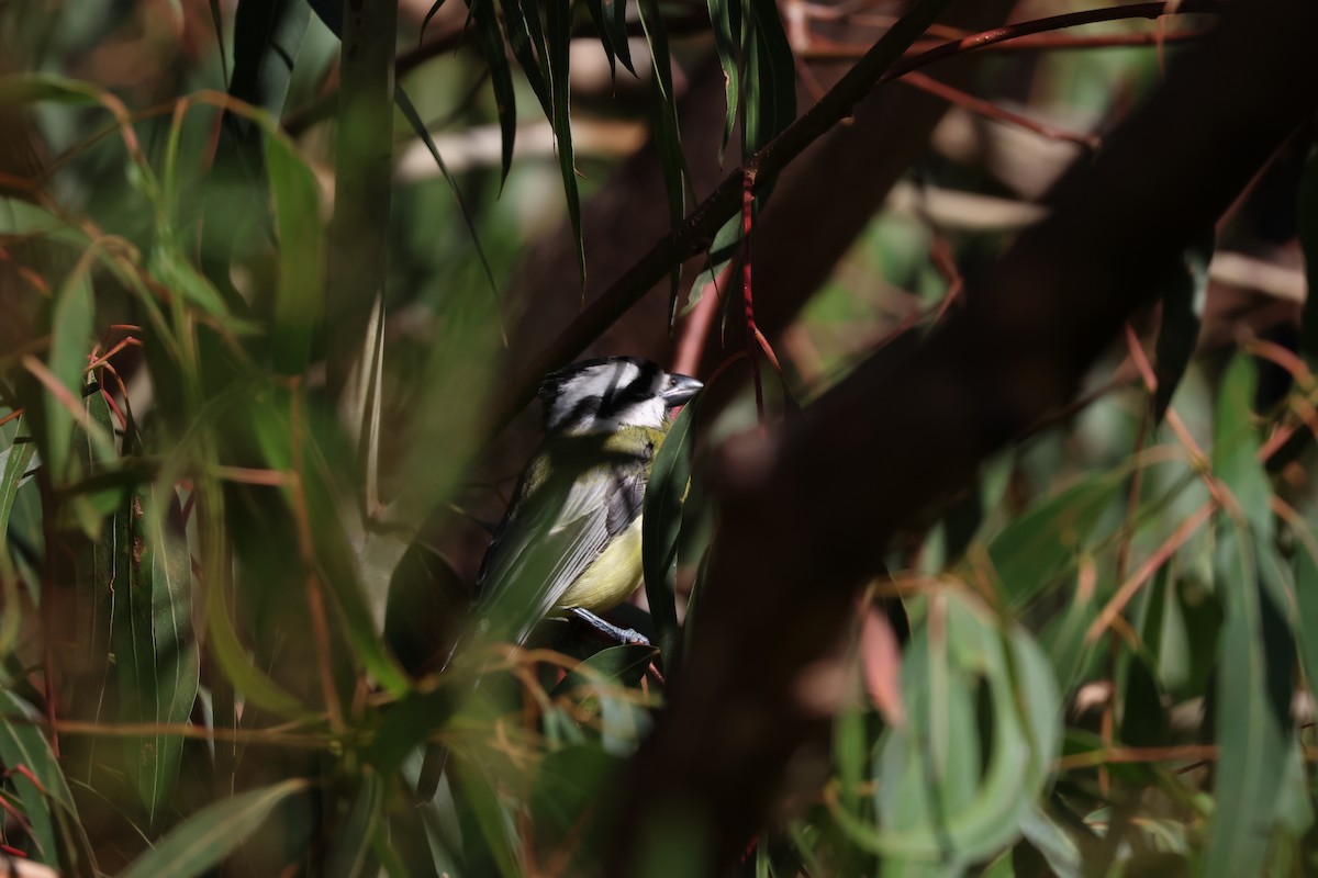 Eastern Shrike-tit - ML642188072