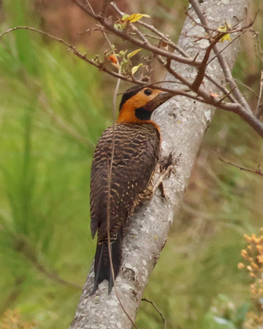 Campo Flicker - ML642188096