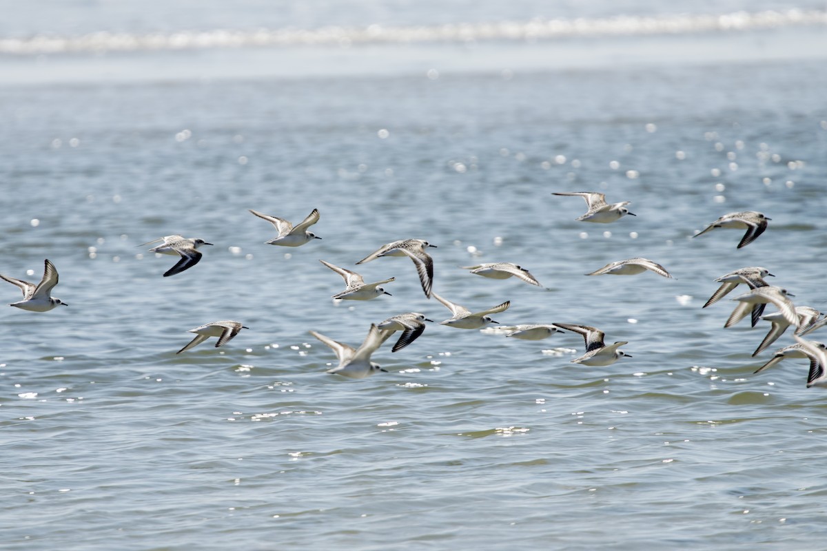Sanderling - ML642188098