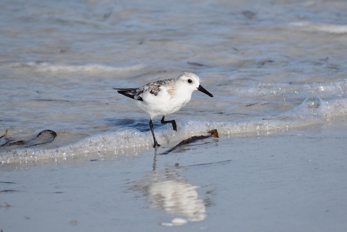 Sanderling - ML642188113