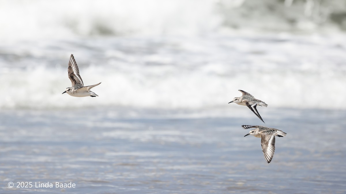 Sanderling - ML642188123