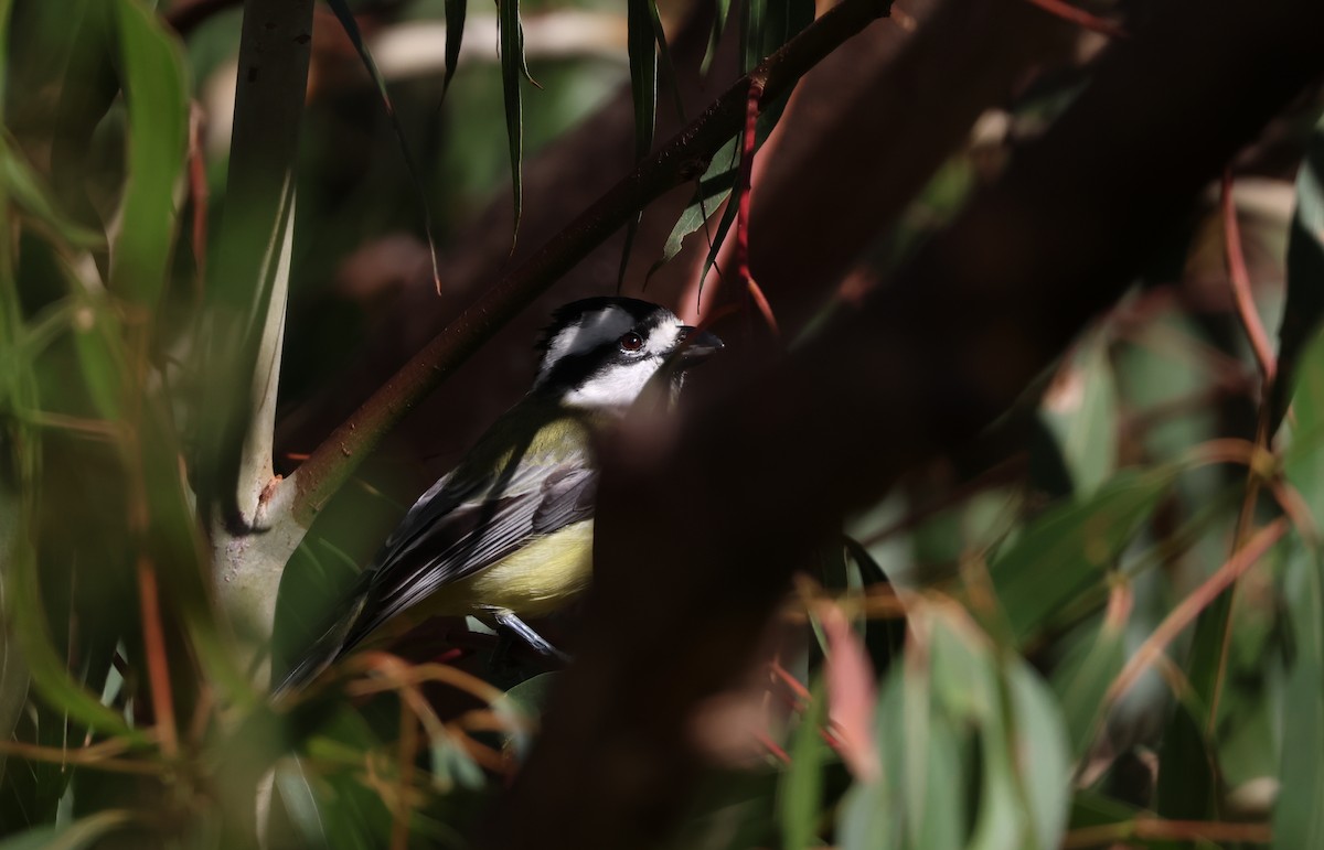 Eastern Shrike-tit - ML642188126