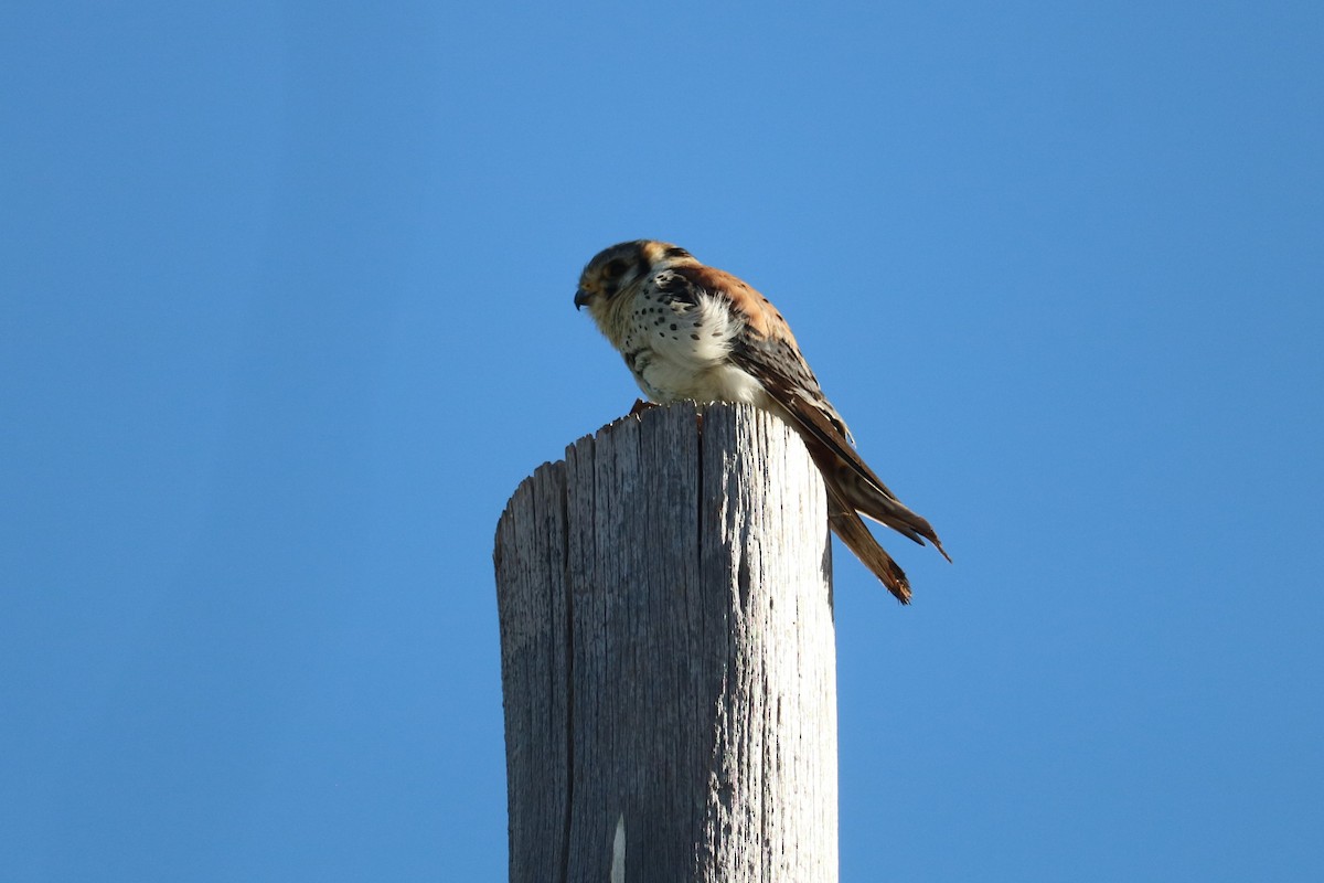 American Kestrel - ML642188169