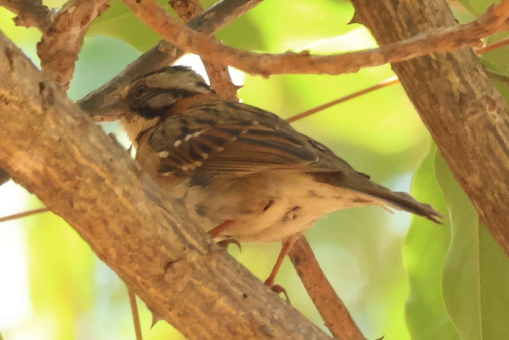 Rufous-collared Sparrow - ML642188175