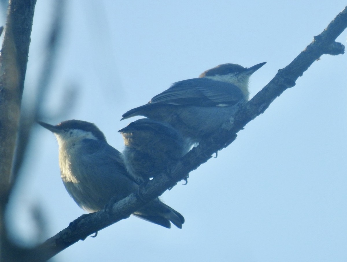 Brown-headed Nuthatch - ML642188181
