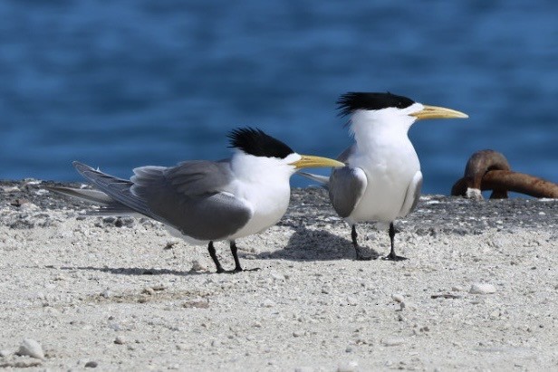 Tepeli Büyük Sumru - ML642188200