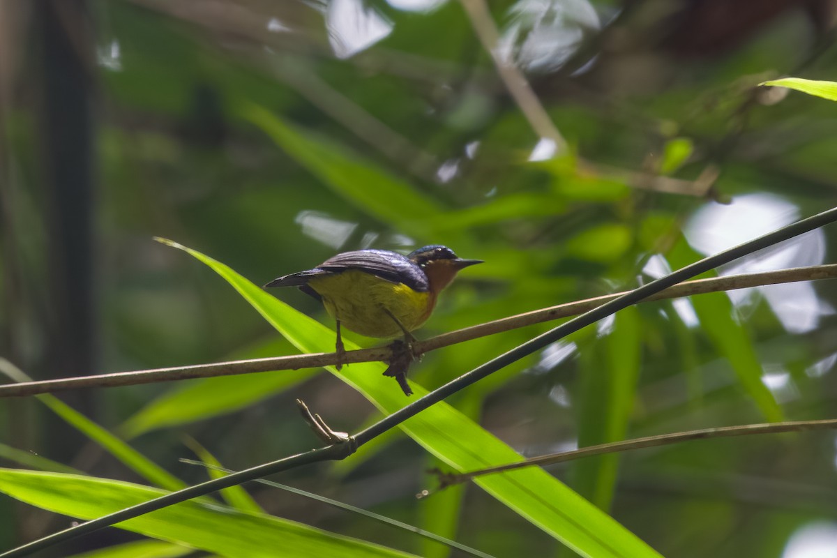 Ruby-cheeked Sunbird - ML642188207
