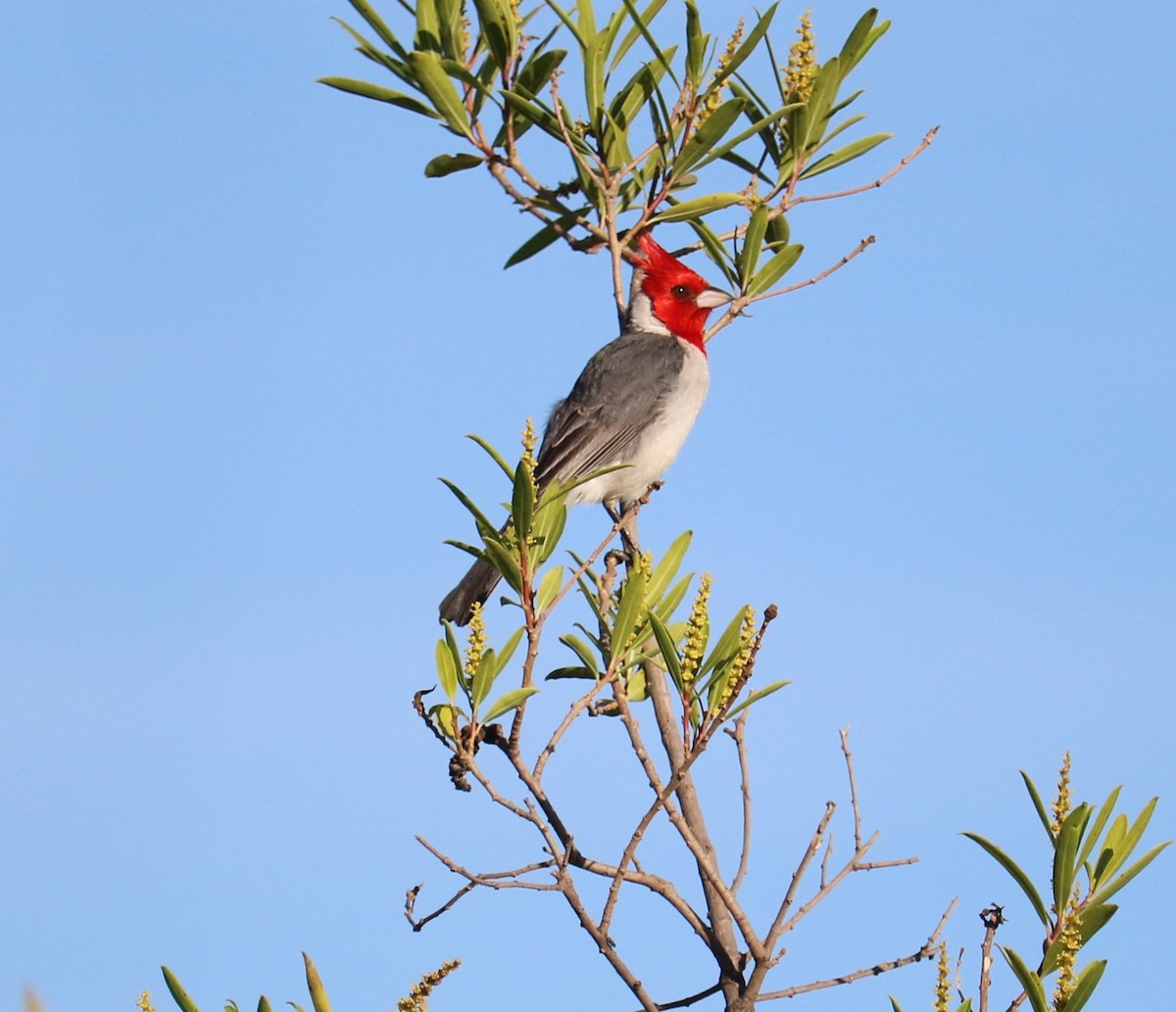 Red-crested Cardinal - ML642188231