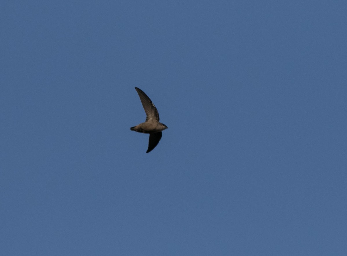 Schornsteinsegler - ML642188240