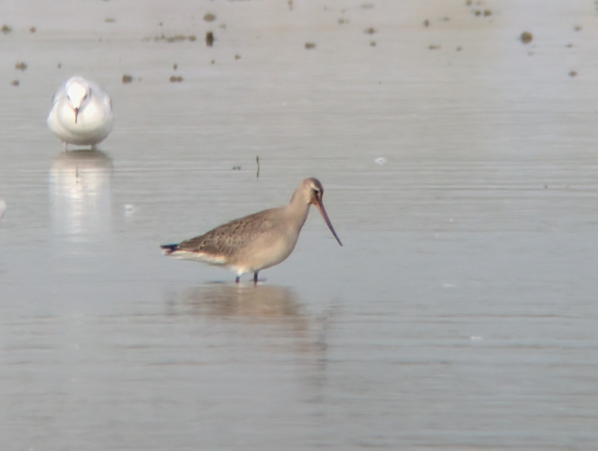 Hudsonian Godwit - ML642188246