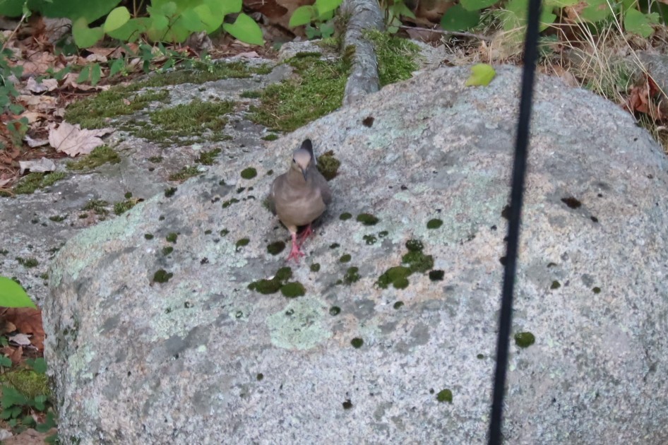 Mourning Dove - ML642188248