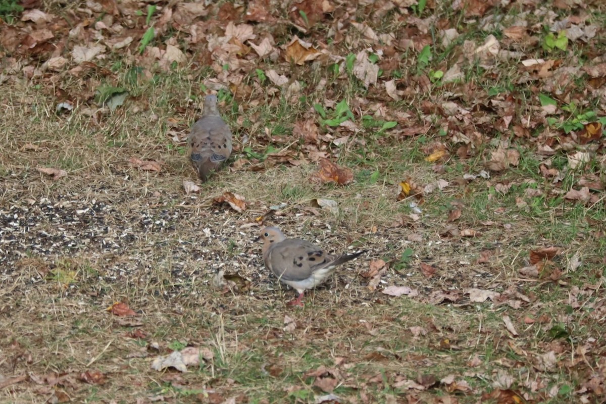 Mourning Dove - ML642188253