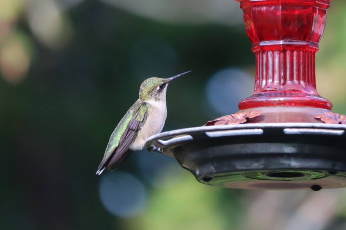 Ruby-throated Hummingbird - ML642188265
