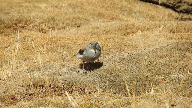 Red-backed Sierra Finch - ML642188273