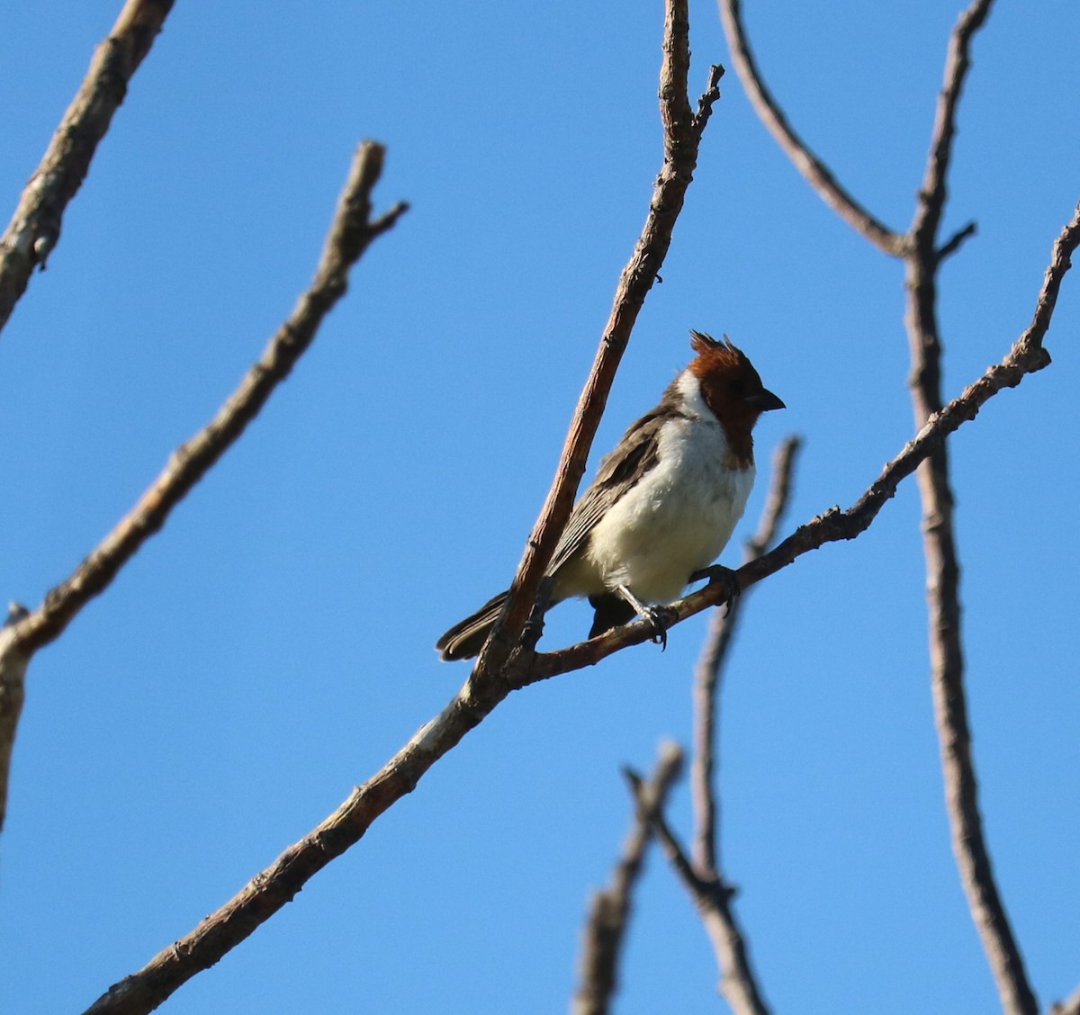 Red-crested Cardinal - ML642188274