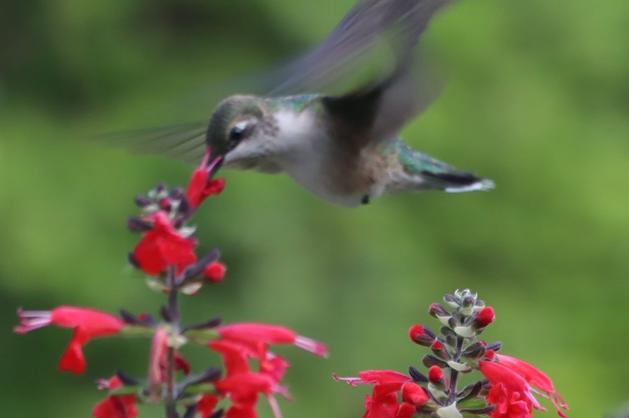 Ruby-throated Hummingbird - ML642188277