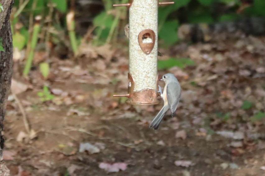 Tufted Titmouse - ML642188291