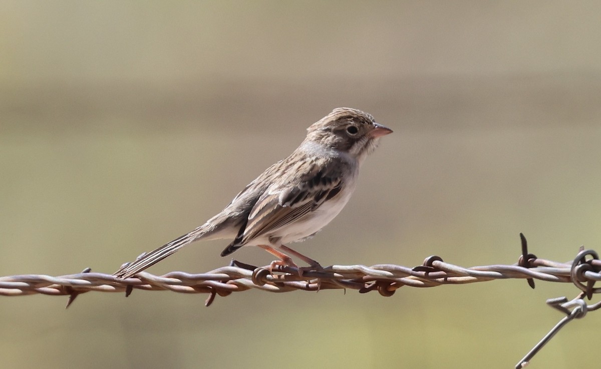 Brewer's Sparrow - ML642188296