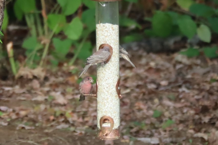 House Finch - ML642188309