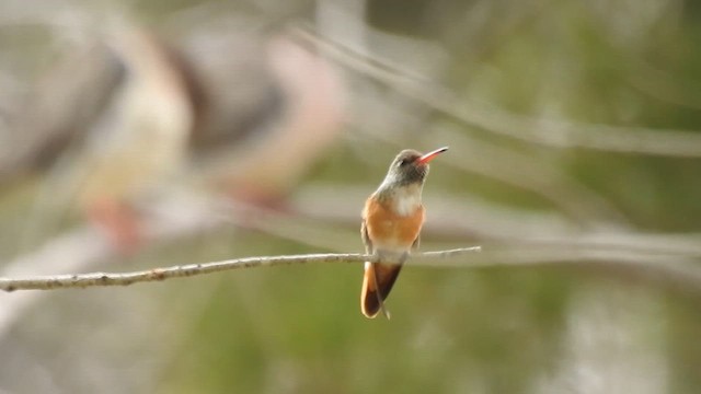 Amazilia Hummingbird - ML642188339