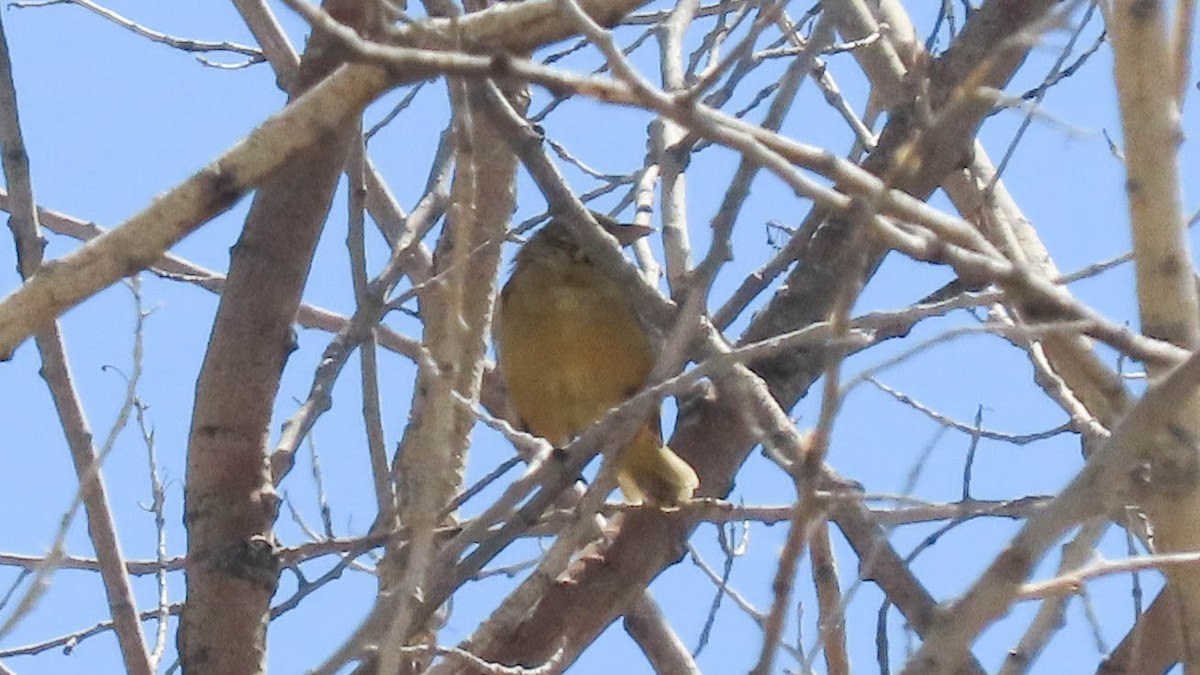 Summer Tanager - ML642188369