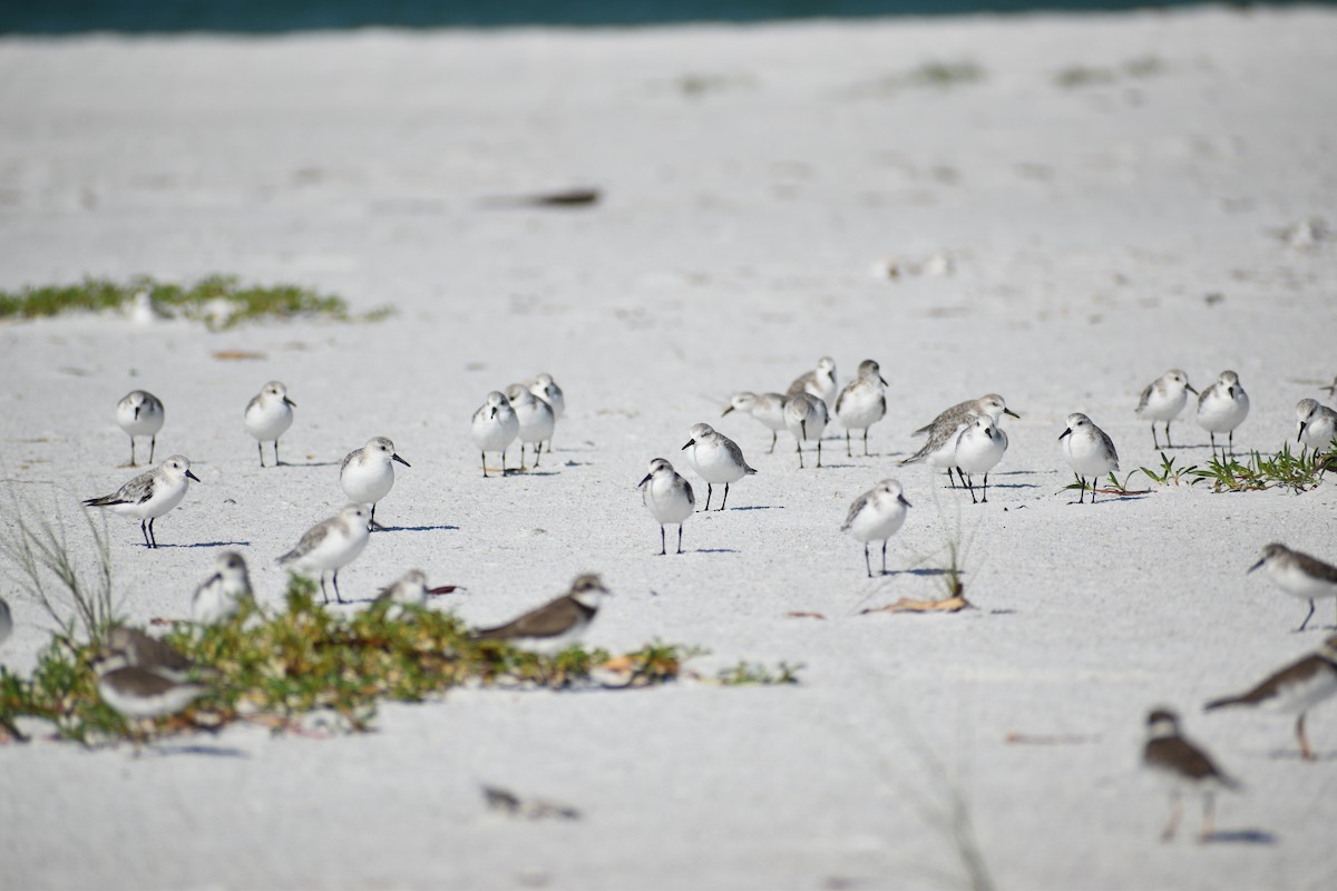 Sanderling - ML642188404