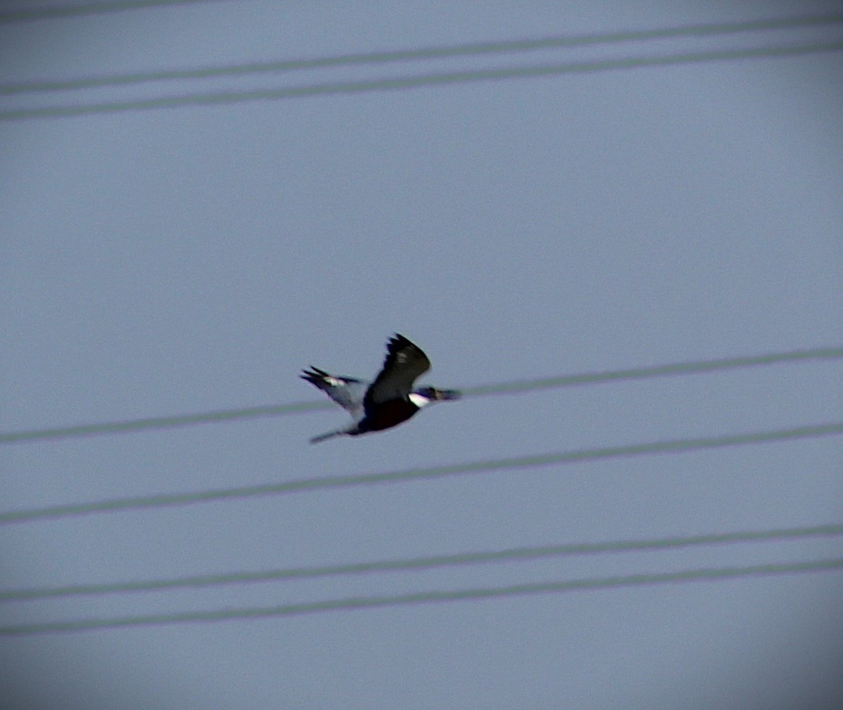 Ringed Kingfisher - ML642188406