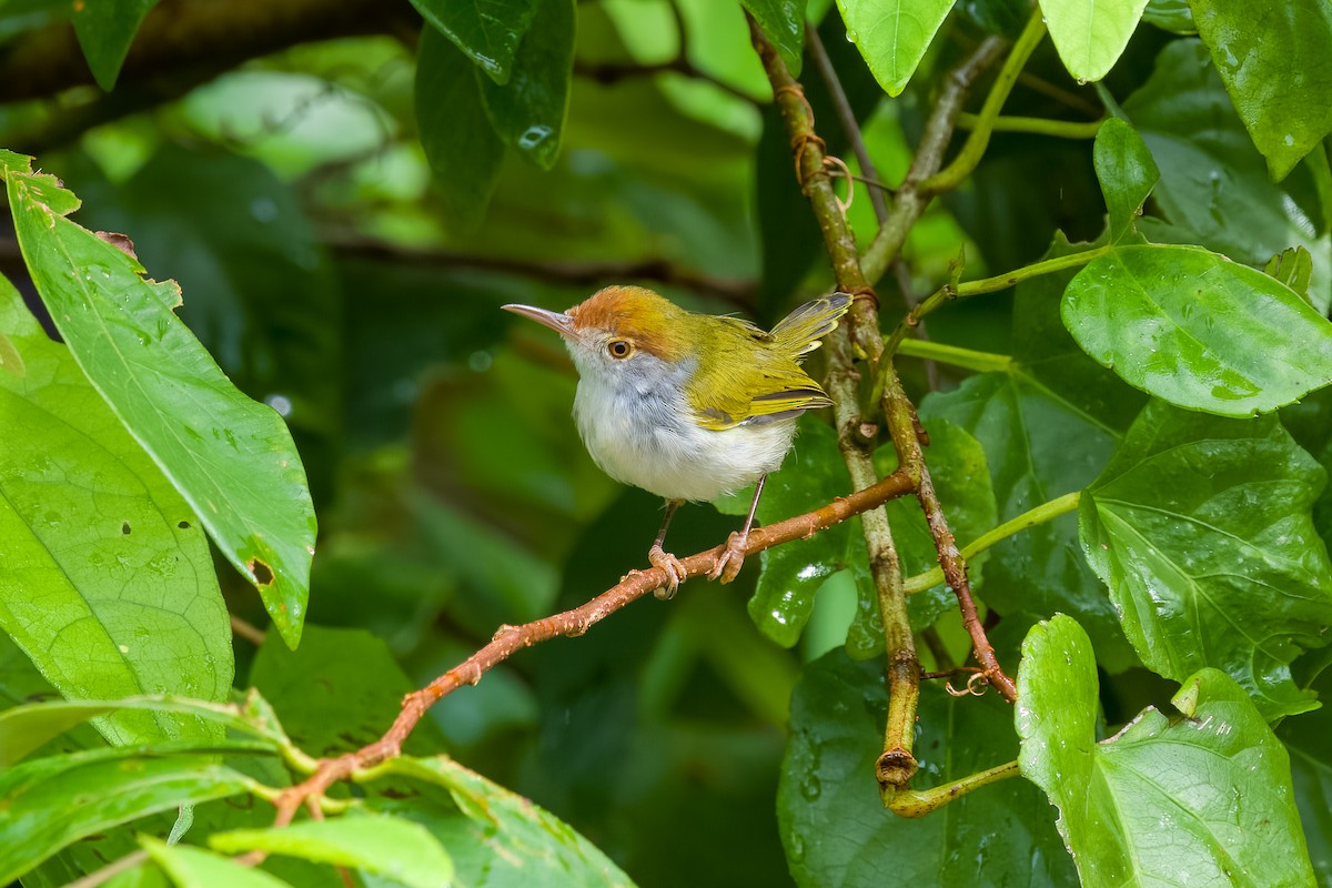 Dark-necked Tailorbird - ML642188411