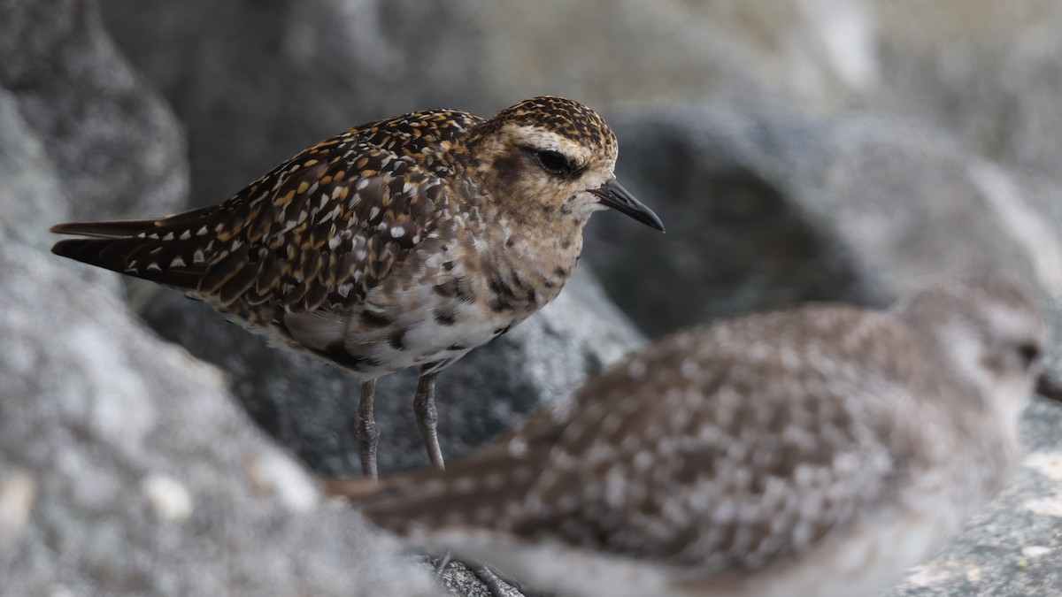 Pacific Golden-Plover - ML642188418