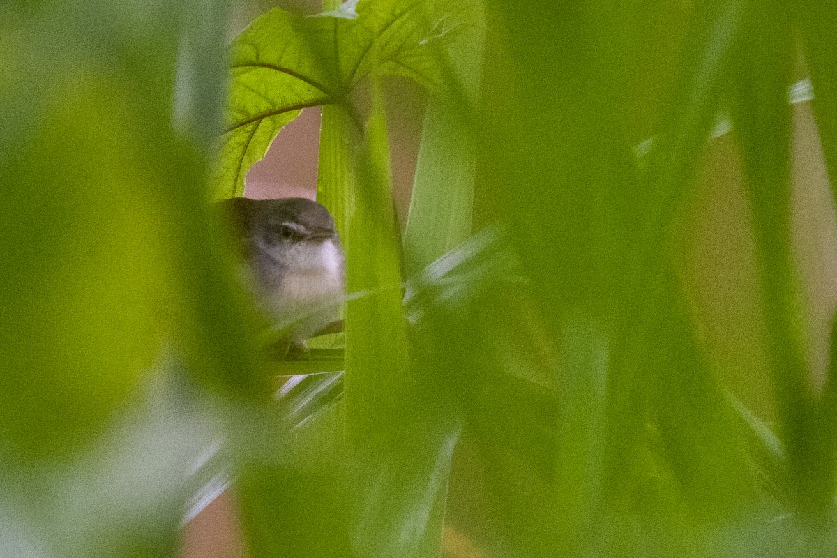 Rufescent Prinia - ML642188420