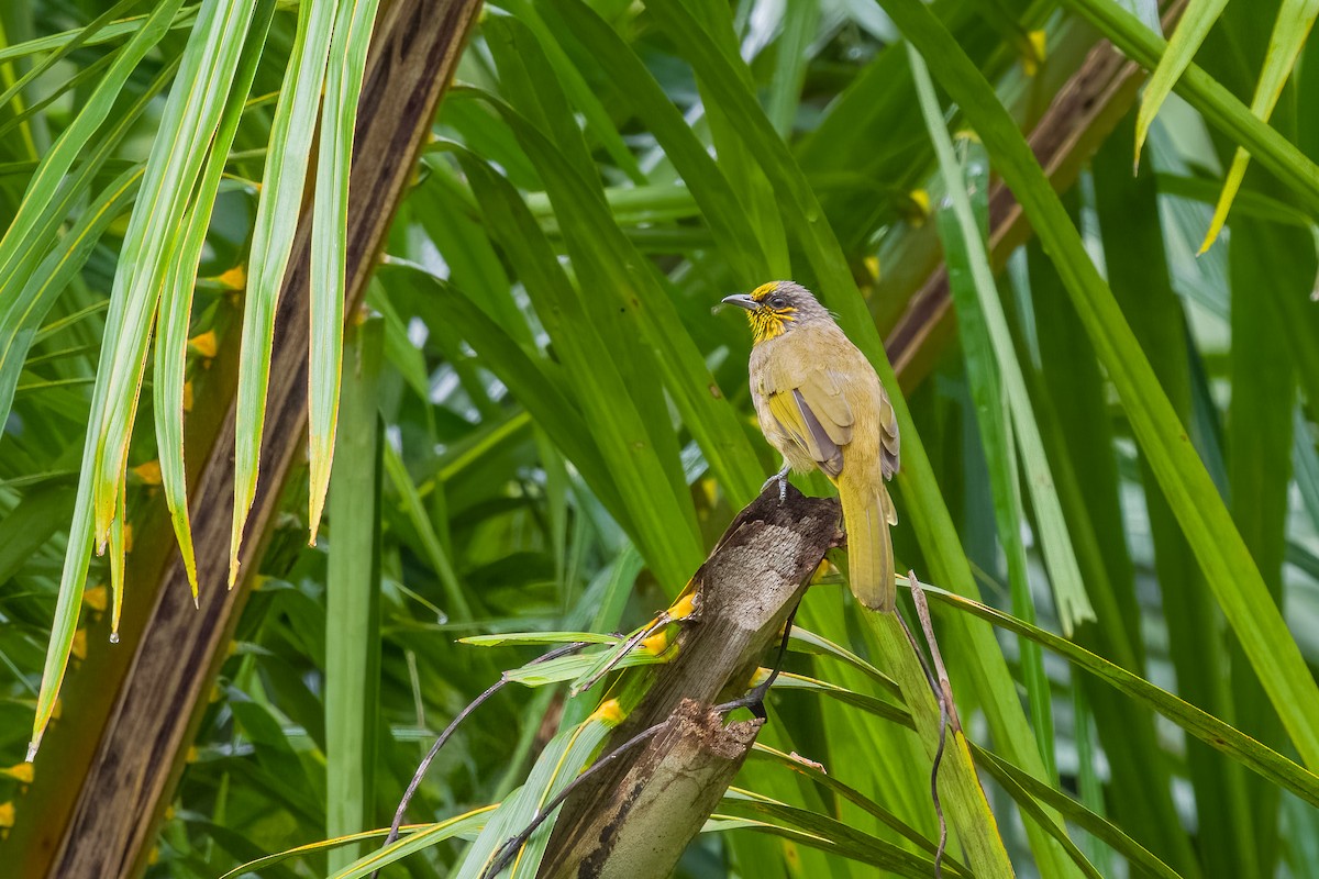 Stripe-throated Bulbul - ML642188444
