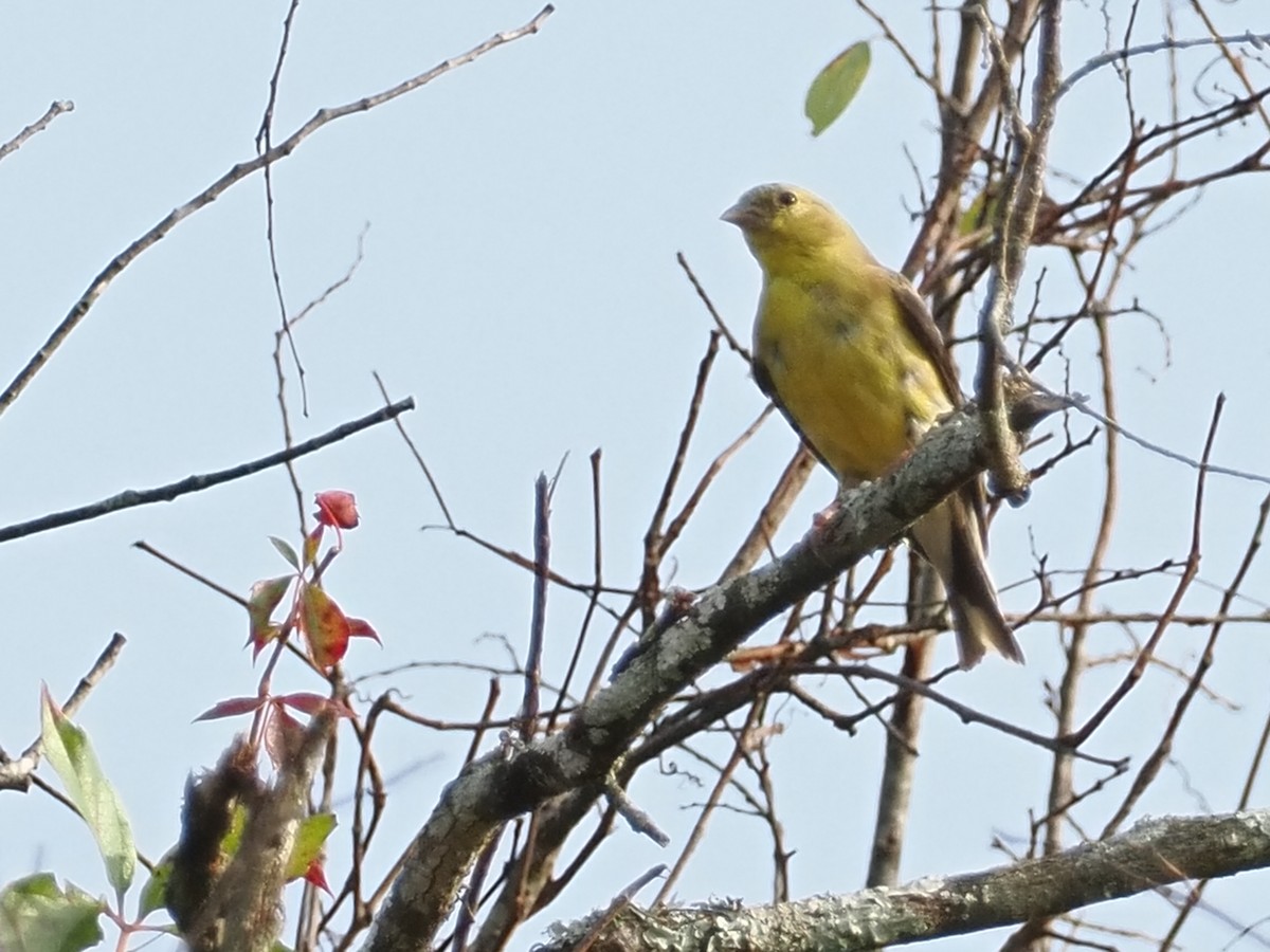 Chardonneret jaune - ML642188452