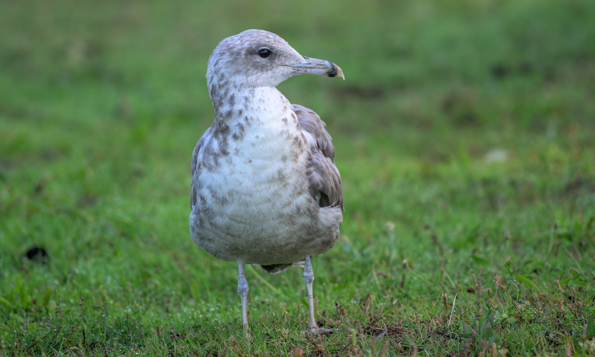 California Gull - ML642188453